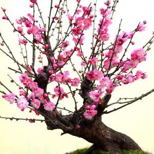 Miniature garden exhibition held in E China's Suzhou